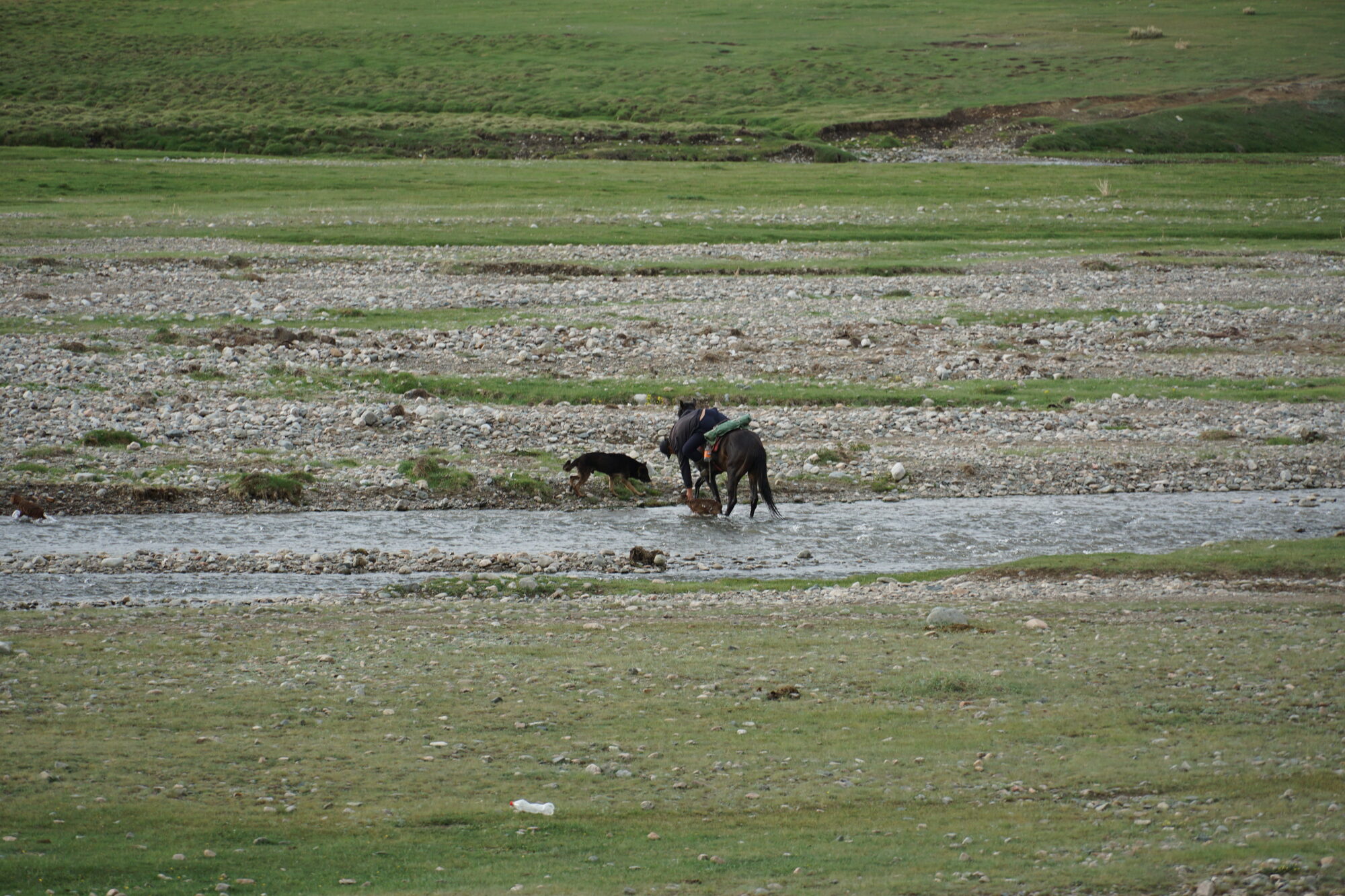 Kazakh shepherd on horseback rescuing a lamb from the river