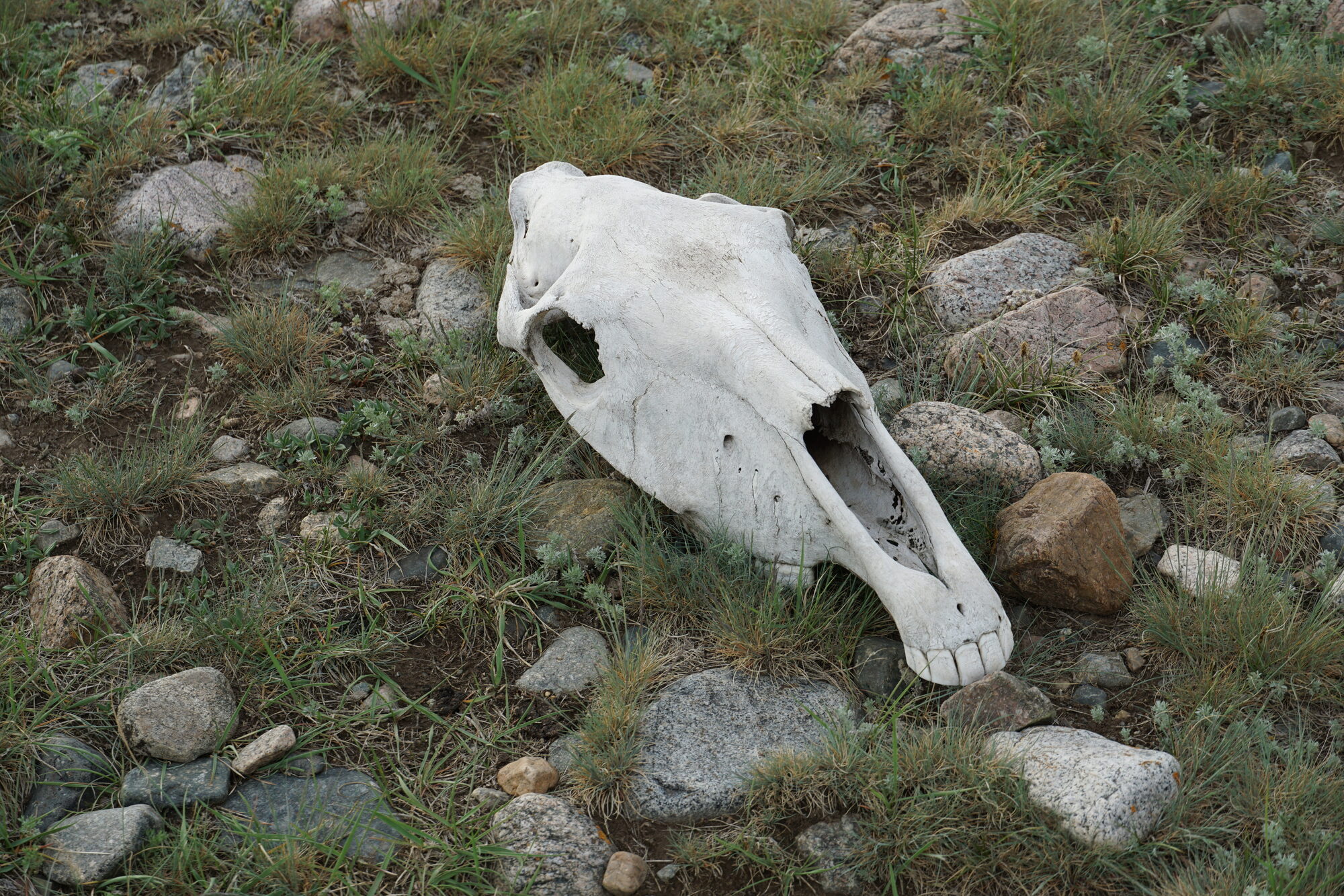 Horse skull on the Kazakh plateau