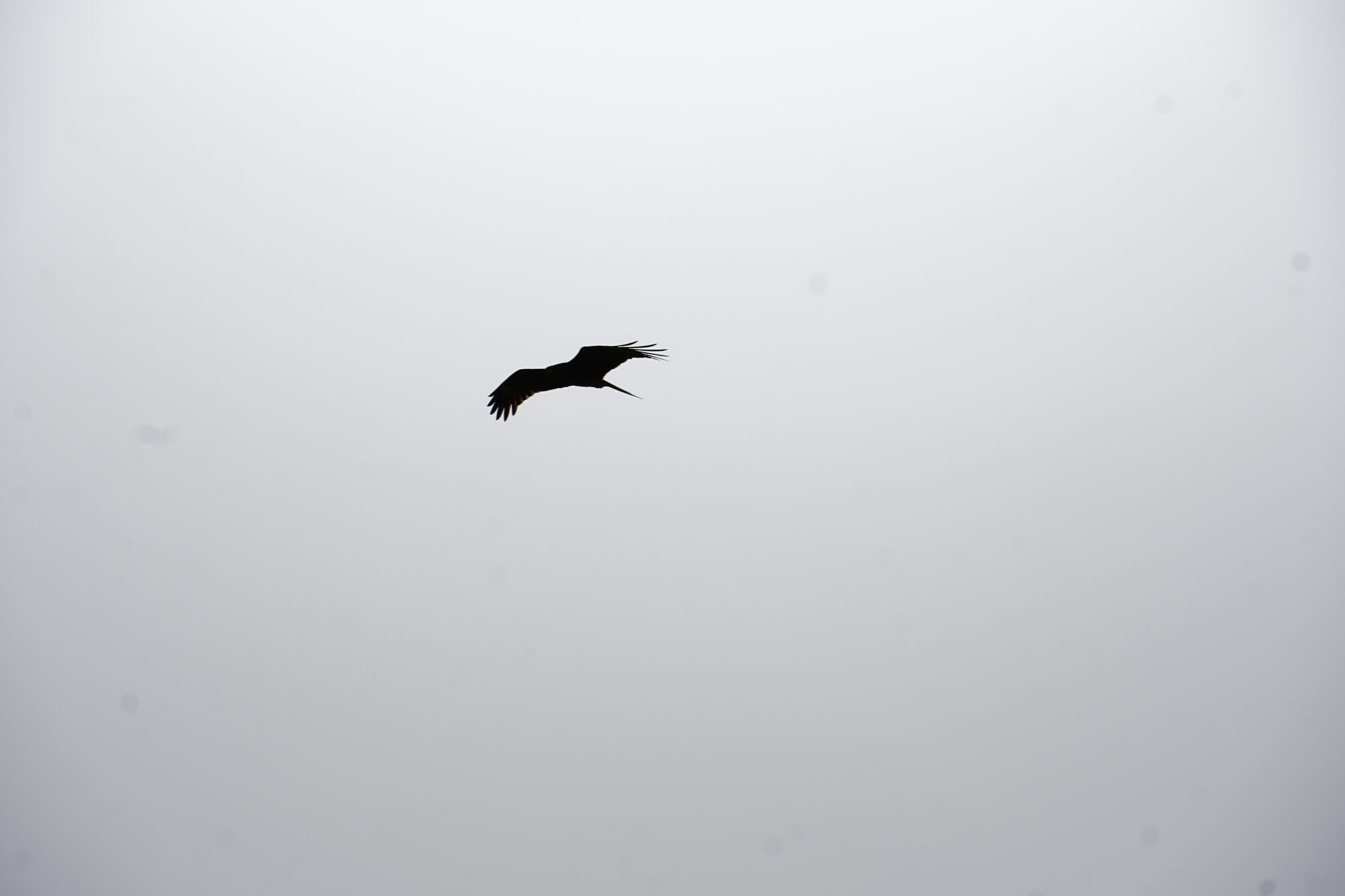 Bird of prey in Kazakhstan