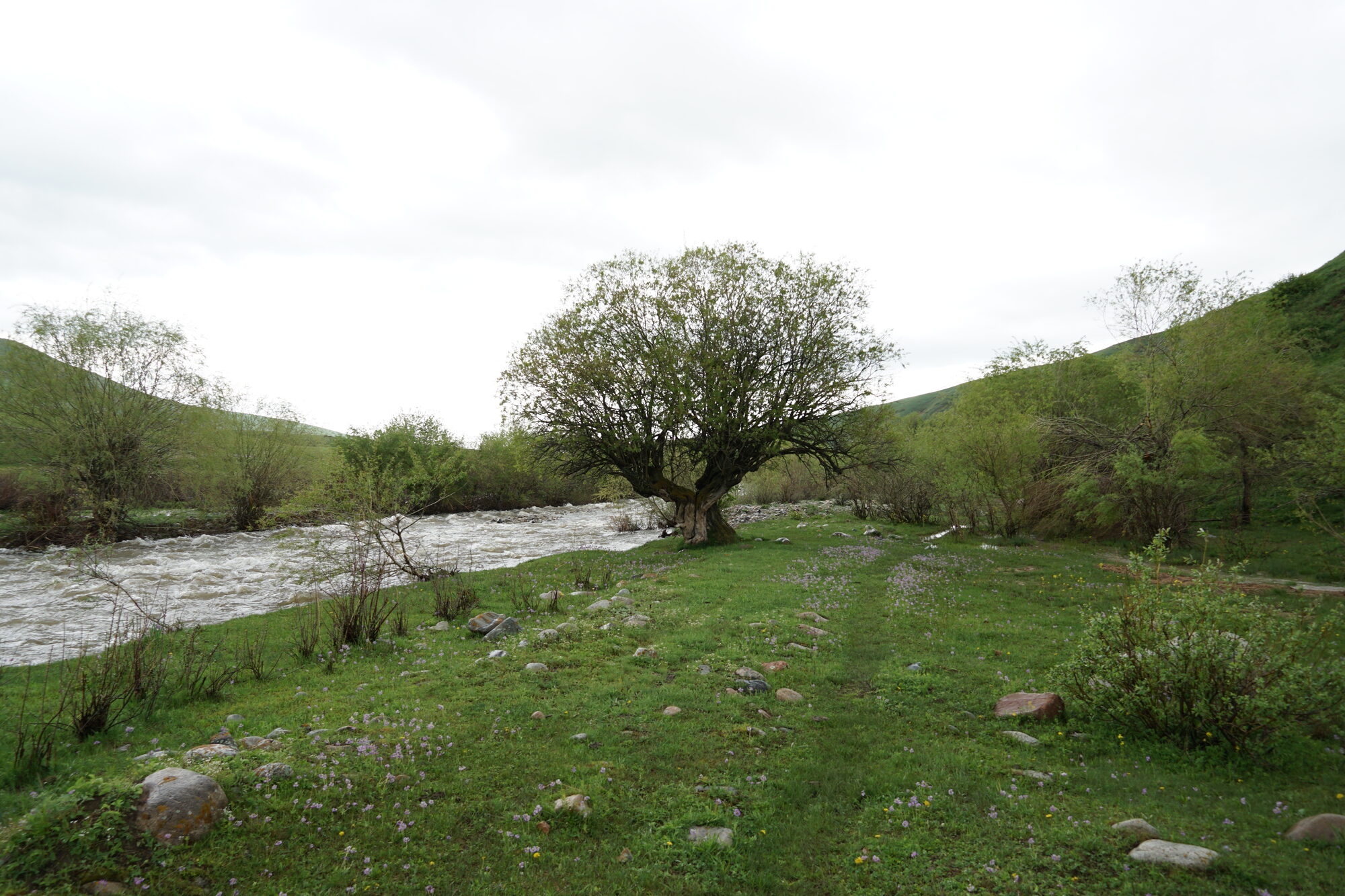 Swollen river in the Kazakh mountains