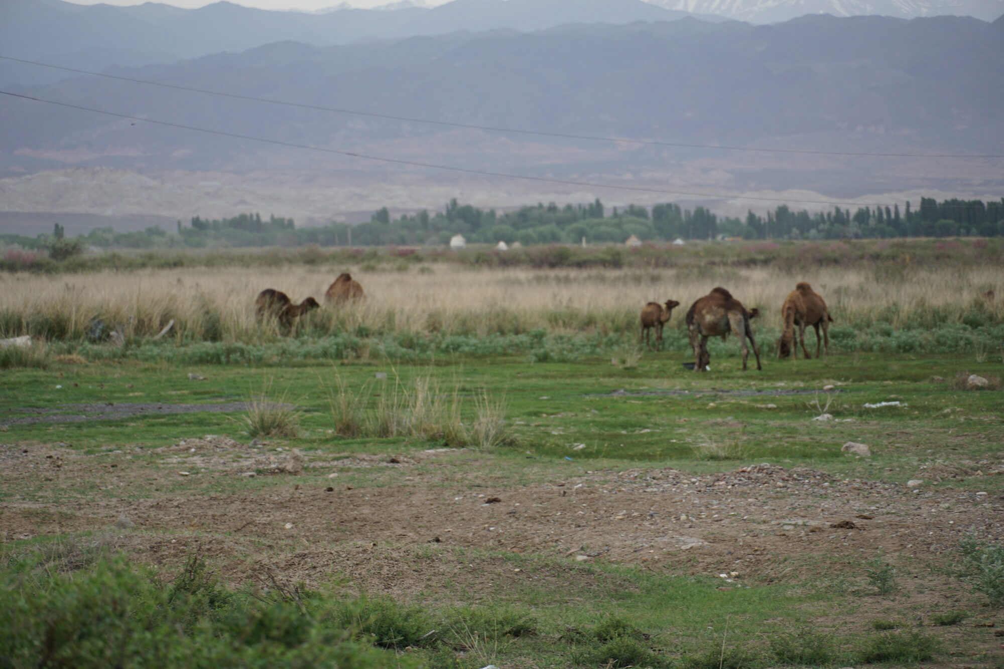 Camels in the Kazakh steppe