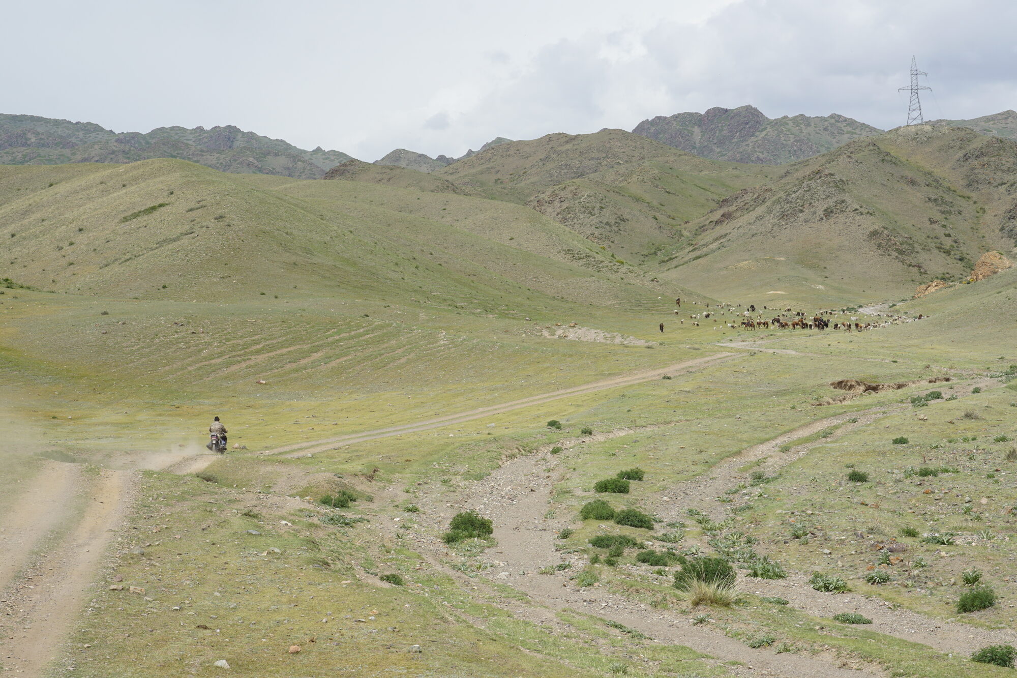 Kazakh shepherd on a motorbike following his animals