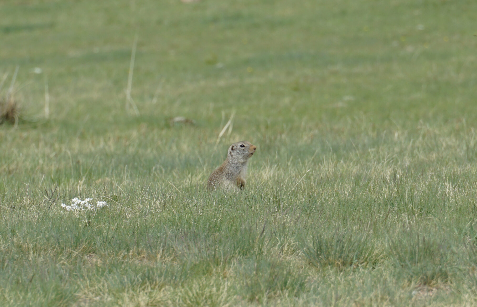 Marmot on a Kazakh plateau